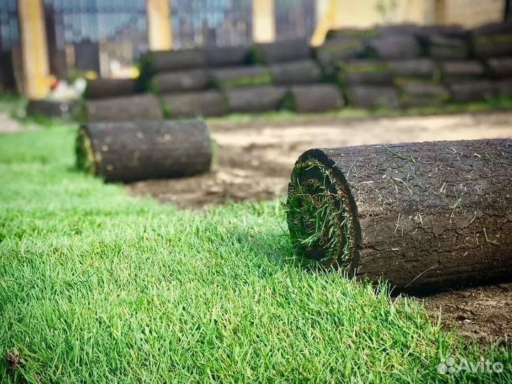 Рулонный газон