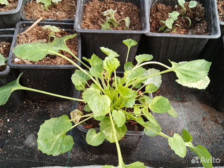 Кампанулы. Жених и невеста