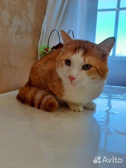 Кот ищет дом