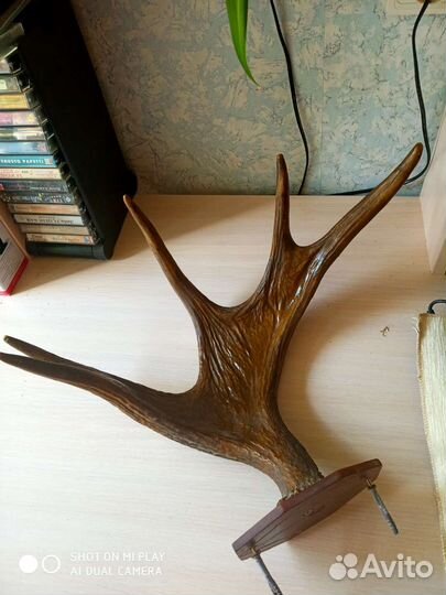 Лосиные рога