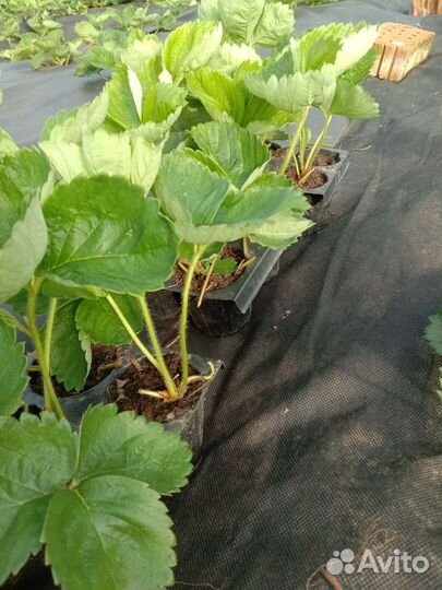 Саженцы клубники