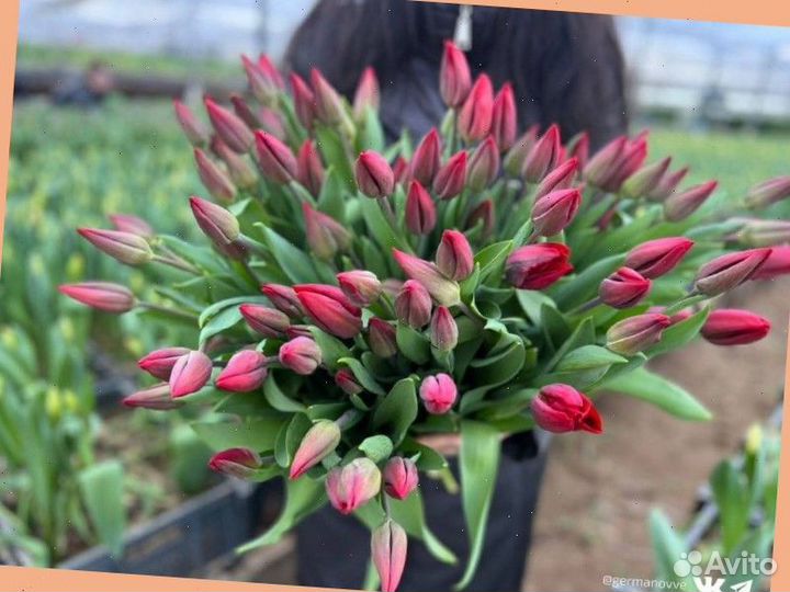 Тюльпаны к 8 марта оптом