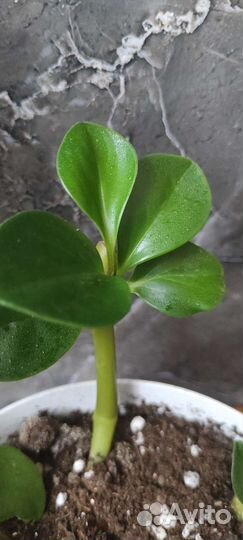 Пеперомия туполистная