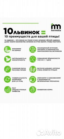 Личинки черной львинки