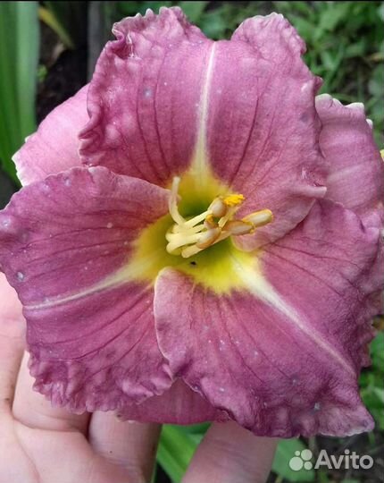 Лилейник сортовой