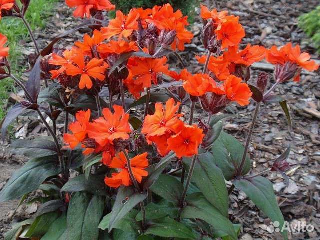 Лихнис Везувий