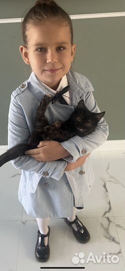 Потерялся котенок