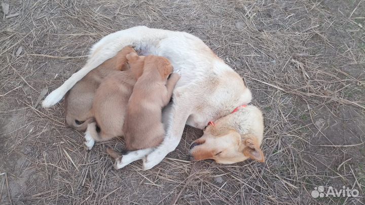 Щенки метисы лайки