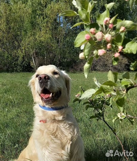 Зоопсихолог, дрессировка/кинолог, передержка