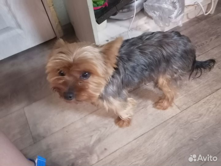 Продаю йоркширский терьер