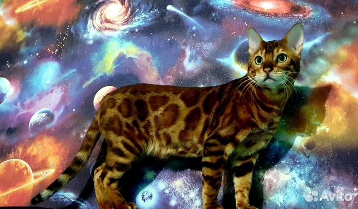 Бенгальский кот вязка