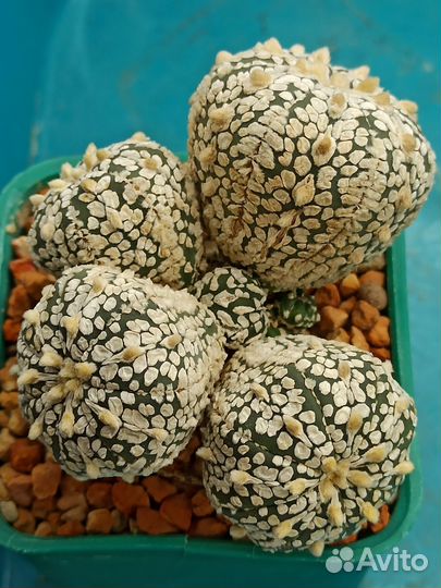 Кактусы Astrophytum