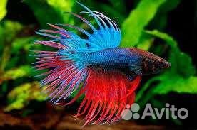 Аквариумные рыбки, золотые рыбки