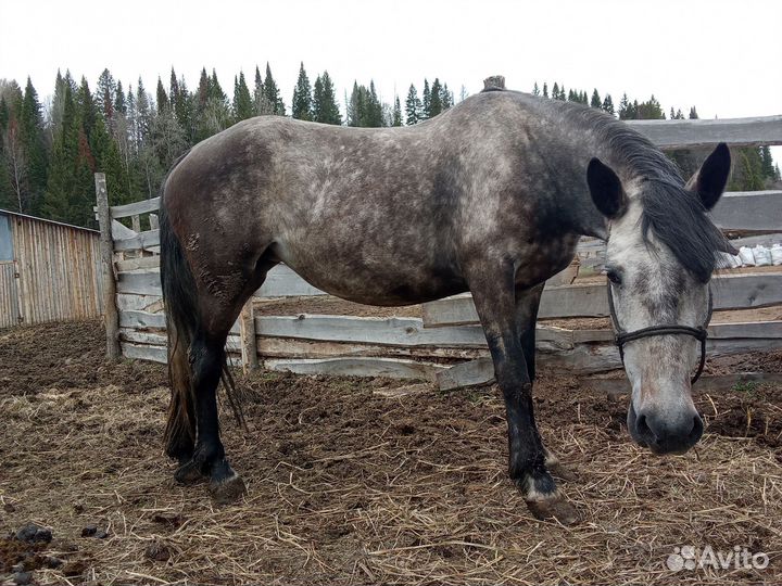 Жеребец и кобыла орловский рысак