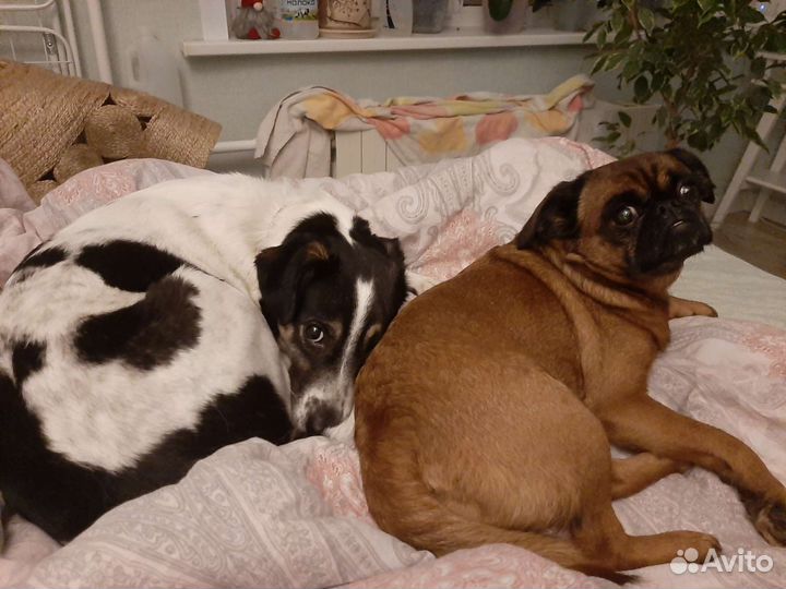 Домашняя передержка собак