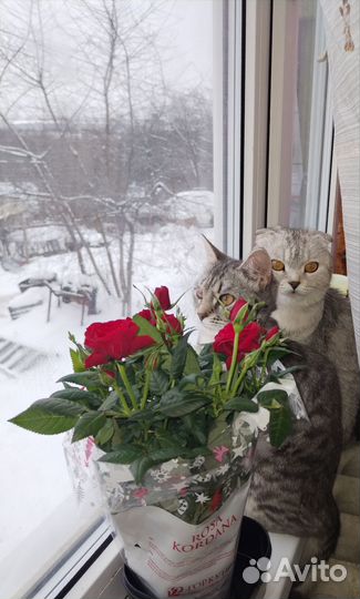 Шотландские котята