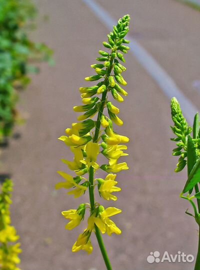 Донник Желтый, однолетний оптом