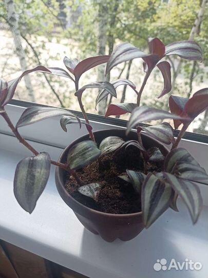 Традесканция Зебрина