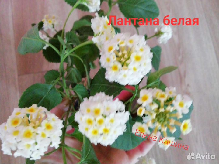 Лантана