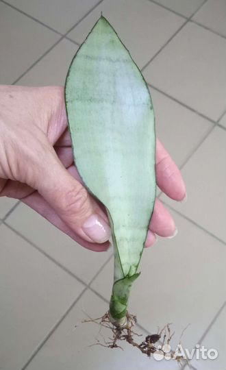 Сансевиерии разные