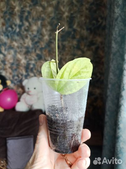 Клеродендрум томпсон