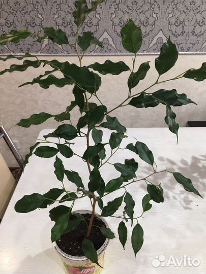 Фикус Бенджамина
