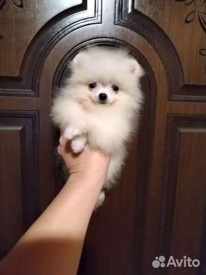 Супер мини белые малыши