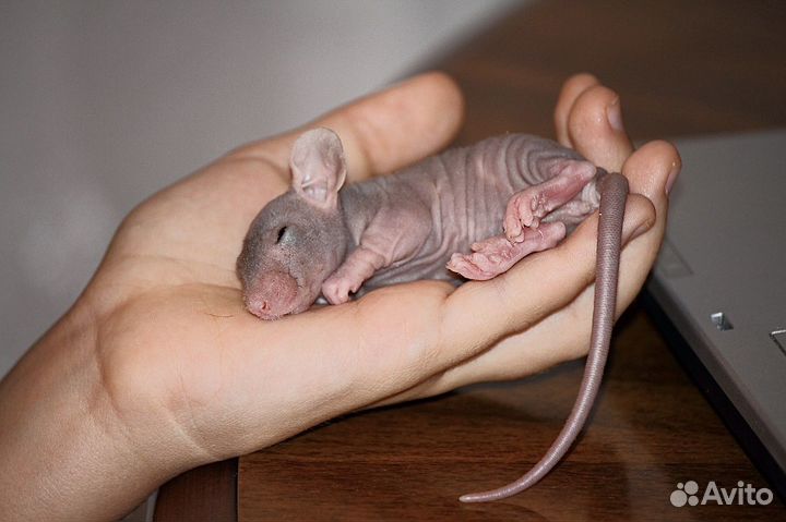Лысая крыса сфинкс Дамбо
