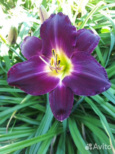 Лилейники деленками и кустами