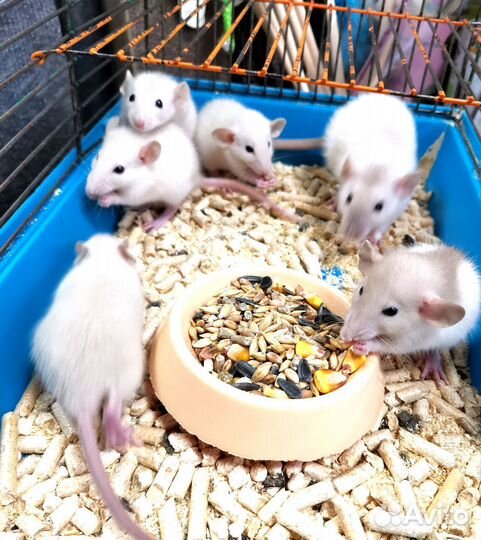 Крыса дамбо (крысята)