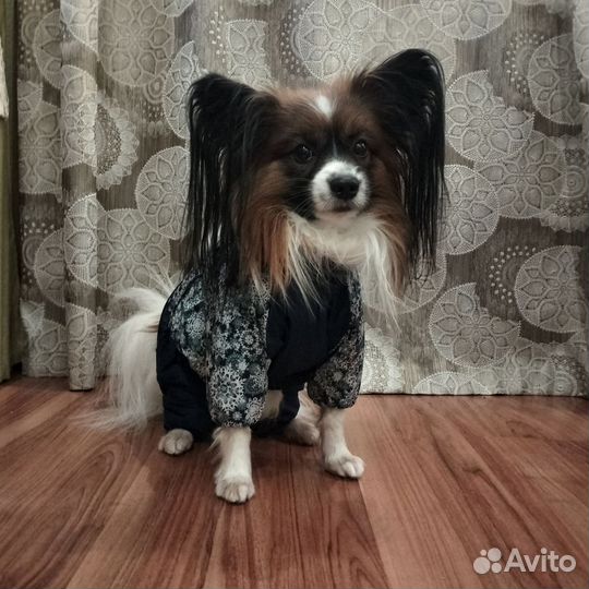 Одежда для маленьких собак