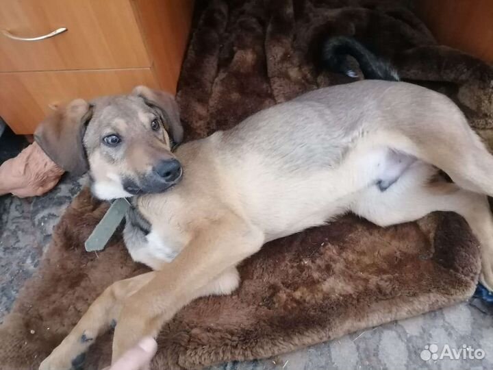 Собака в добрые руки щенок