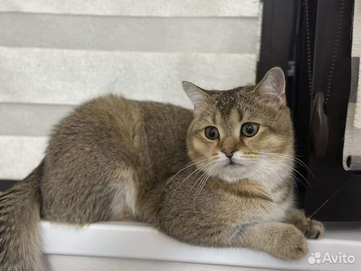 Кот на вязку