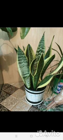 Сансевьера