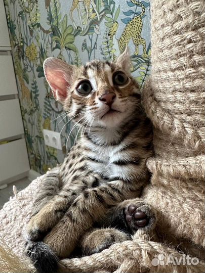 Бенгал F1. 2 месяца, ручной