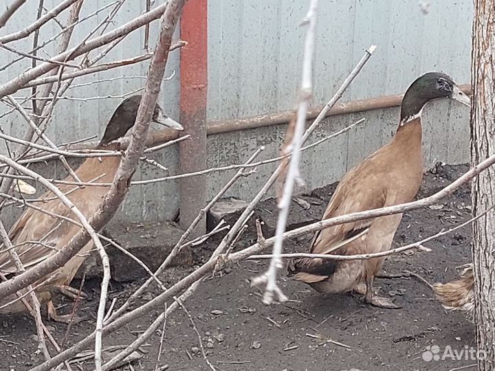Утки индийский бегунок