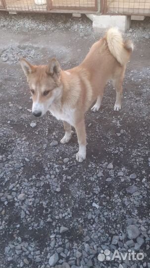 Западно сибирская лайка продам