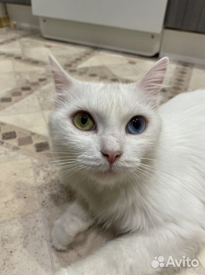 Турецкая ангора