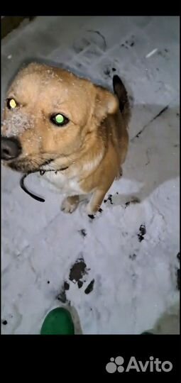 Преданнейший пёсик-друг