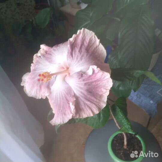 Сортовые гибискусы