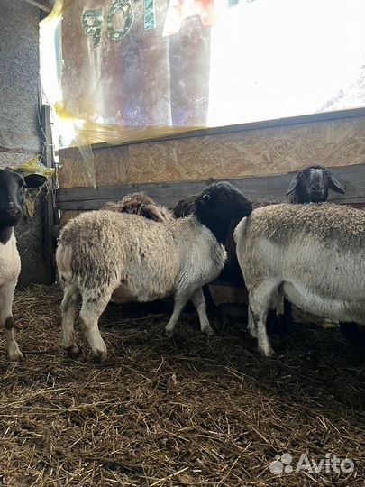 Бараны дорпер