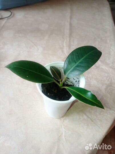 Сеткреазия, фикус