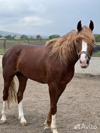Продается жеребец