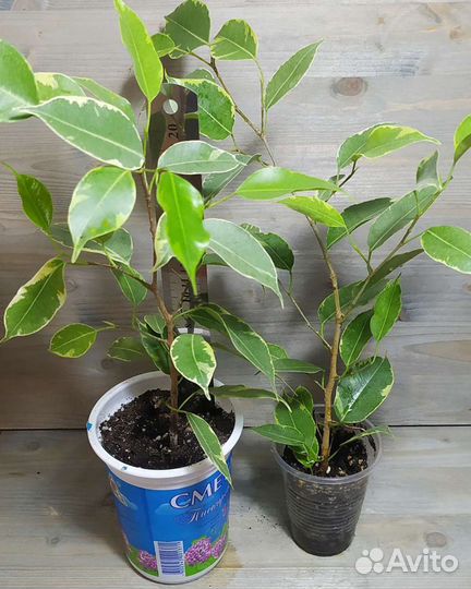 Фикусы разные, педилантус