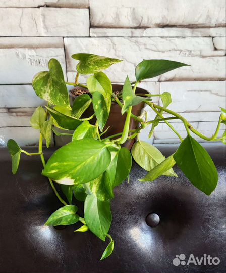 Сциндапсус