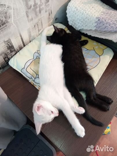 Котята в дар бесплатно