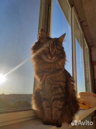 Передержка домашних животных