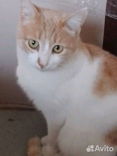 Котик ищет дом