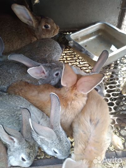 Кролики простые