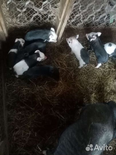 Поросята помесь вьетнамская вислобрюхая+мангалица